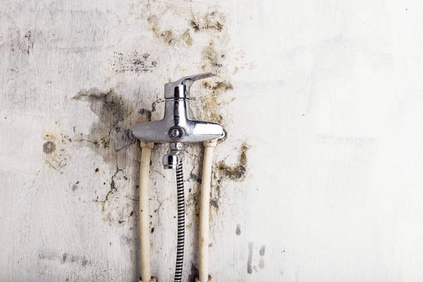 Mold Removal and Inspection in Mcdonald, OH