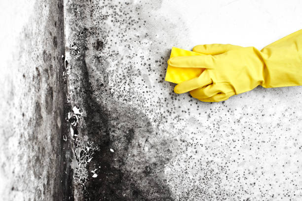 Best Toxic Mold Removal  in Mcdonald, OH