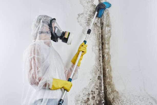 Best Local Mold Removal Service  in Mcdonald, OH