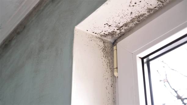 Best Attic Mold Removal  in Mcdonald, OH