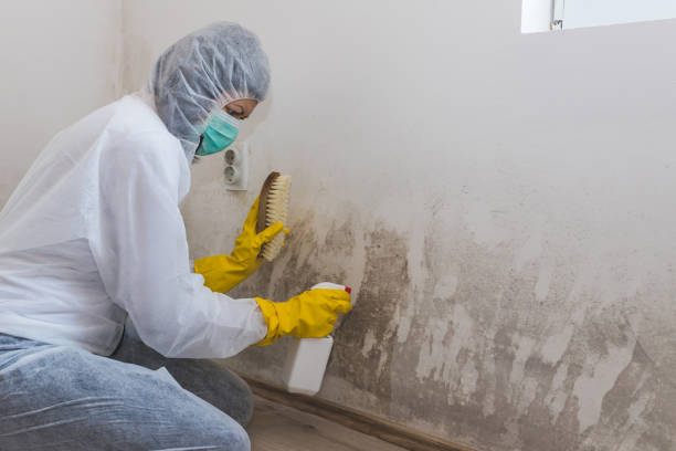 Best Commercial Mold Removal  in Mcdonald, OH