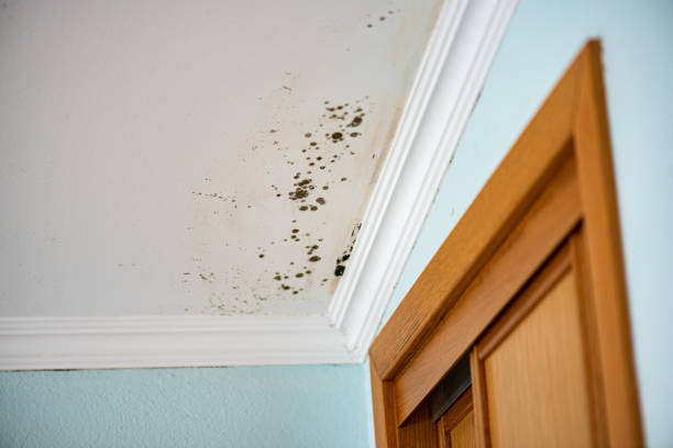 Best Mold Remediation  in Mcdonald, OH