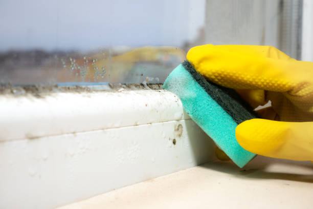 Best Mold Remediation  in Mcdonald, OH