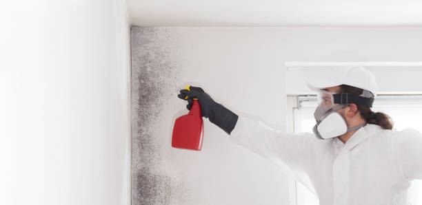 Best Mold Damage Repair  in Mcdonald, OH
