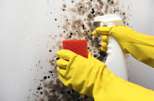 Best Mold Removal and Inspection  in Mcdonald, OH