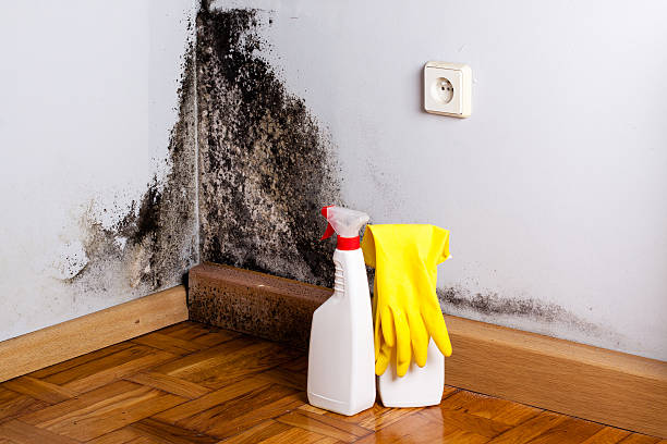 Best Office Mold Removal Services  in Mcdonald, OH