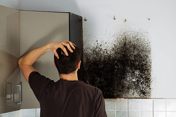 Best Office Mold Removal Services  in Mcdonald, OH